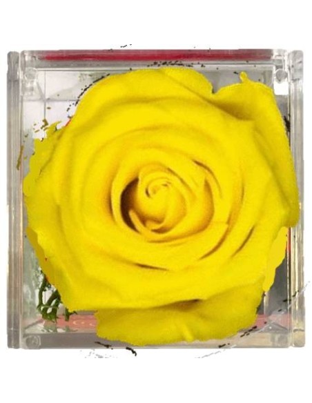Rosa di sapone gialla Cm. 6 in scatolina plexiglass con apertura Cm. 6x6x6 - 8 Marzo Festa della donna